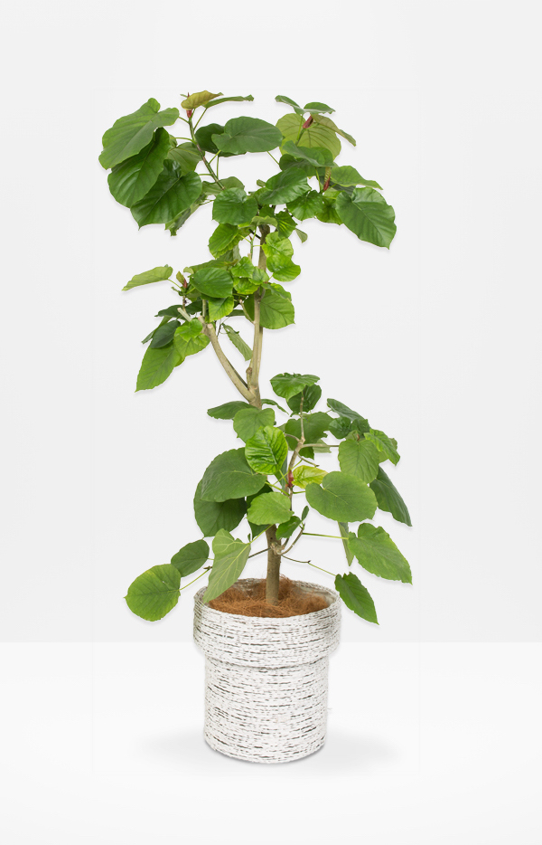IndoorGreen「Ficus umbellata - ウンベラータ」