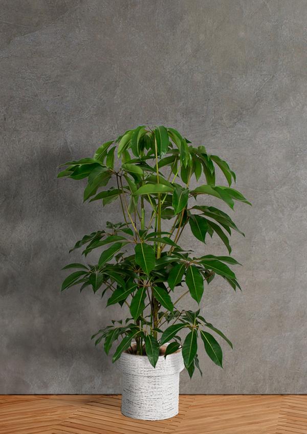 IndoorGreen「Tupidanthus calyptratus - ツピタンサス」