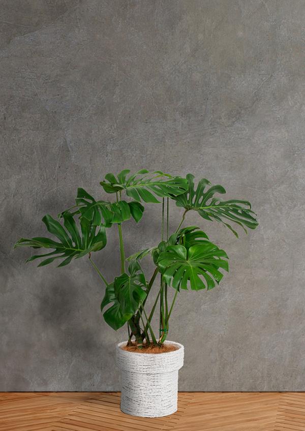 IndoorGreen「Monstera - モンステラ」