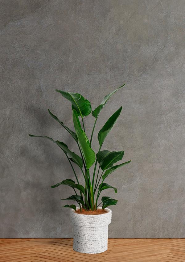 IndoorGreen「Strelitzia nicolai - オーガスタ」