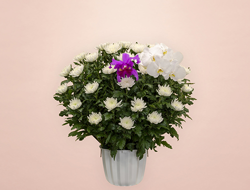 葬儀式・法事用 供花 白菊 HK3-M180 | HANATOMO ONLINE SHOP 葬儀式・法事用 供花 白菊 HK3-M180 | HANATOMO ONLINE SHOP