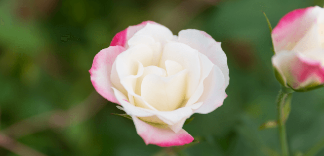 DANDY ROSE -11月22日は“良い夫婦”の日です- | HANATOMO ONLINE SHOP