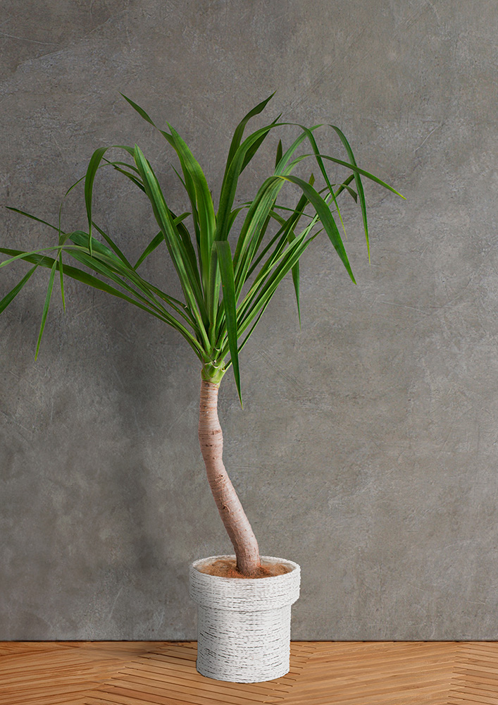 IndoorGreen | HANATOMO ONLINE SHOP IndoorGreen | HANATOMO ONLINE SHOP