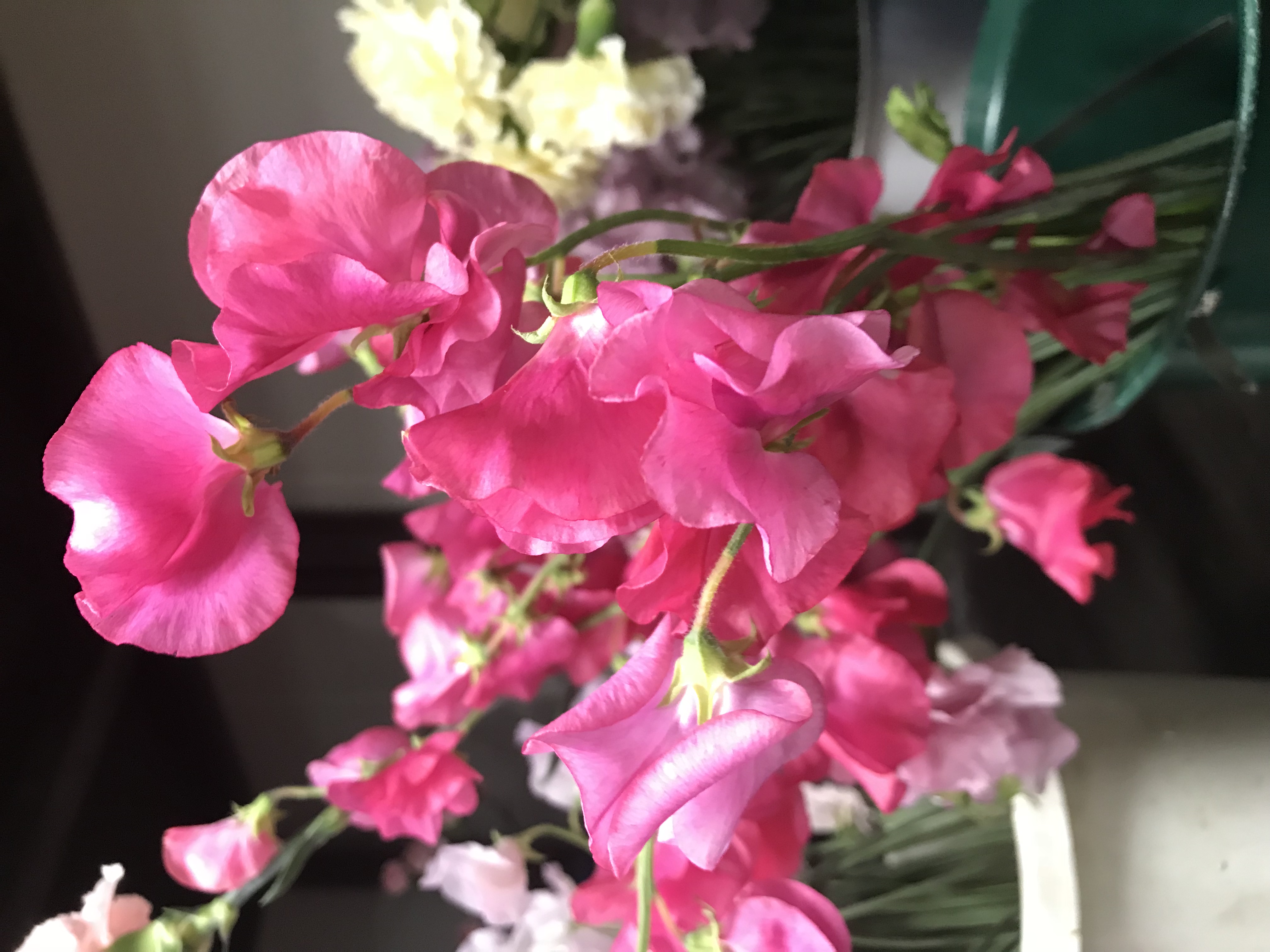 【なかしーブログ更新♪】「スイートピー！」の巻 | 株式会社花智-東京府中 | お祝い・ウェディング・花祭壇 | 人生の節目に花を