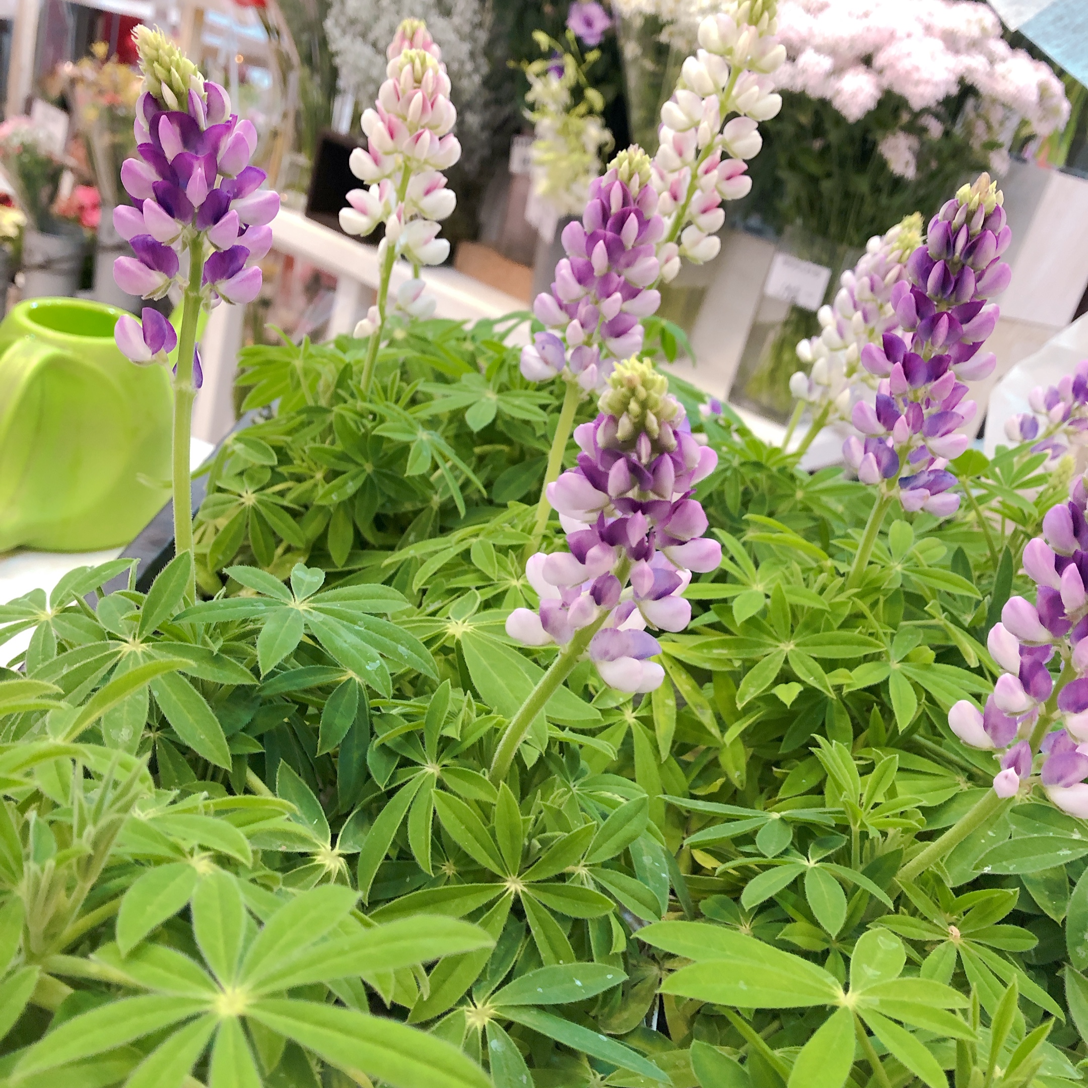 リッシュ ブログ更新 ルピナスの花 の巻 株式会社花智 東京府中 お祝い ウェディング 花祭壇 人生の節目に花を